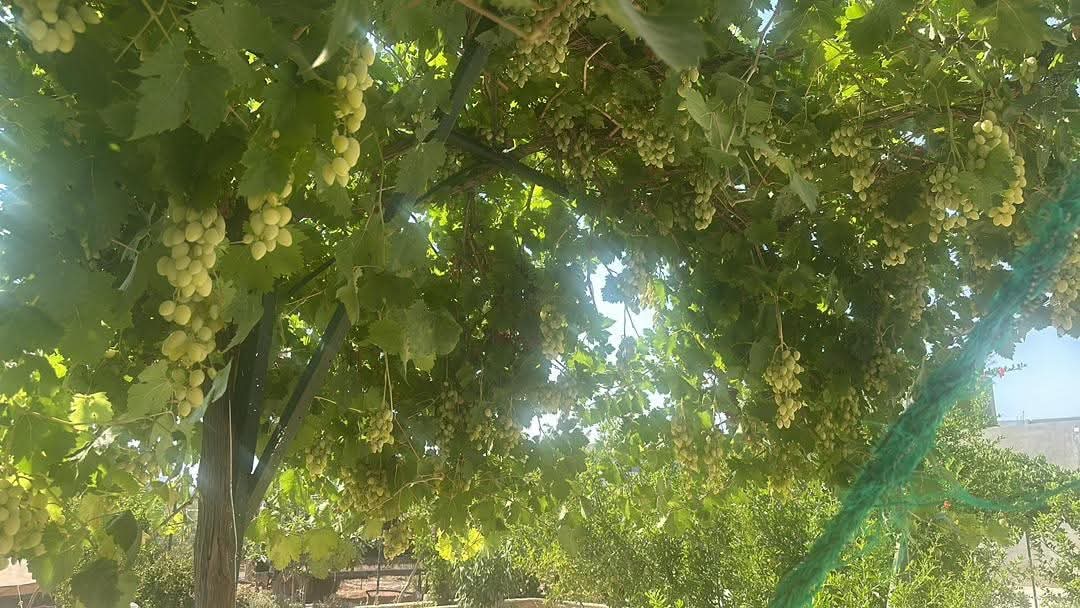 محضر مع مزرعة ومحمصة-حماة - 5